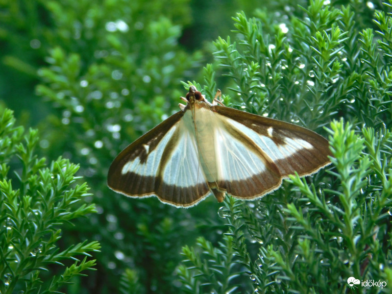 Selyemfényű puszpángmoly