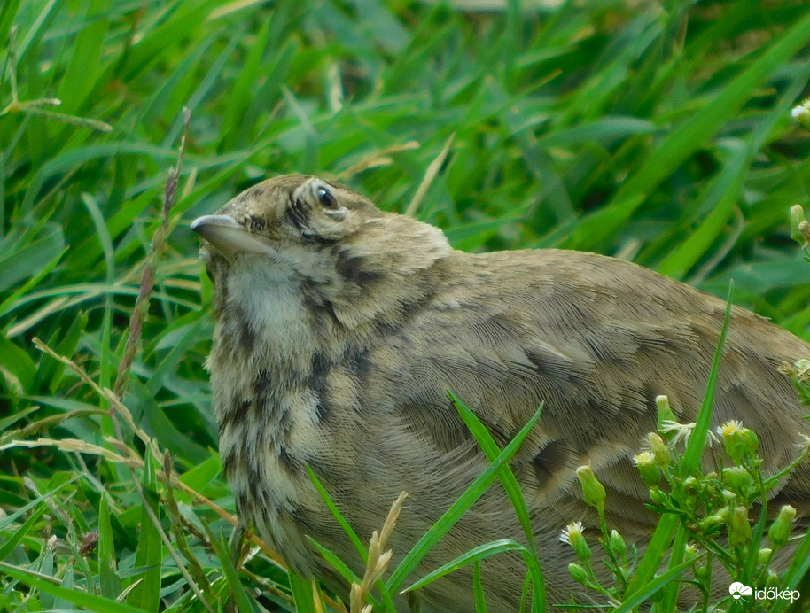 mi lesz esik vagy kisüt ? 