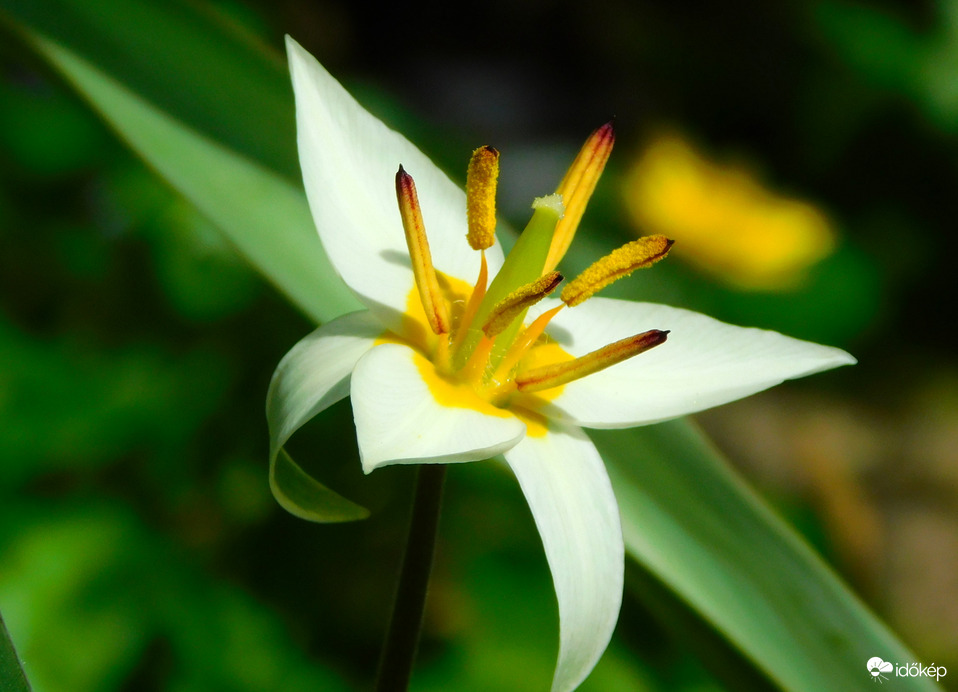 botanikai tulipán