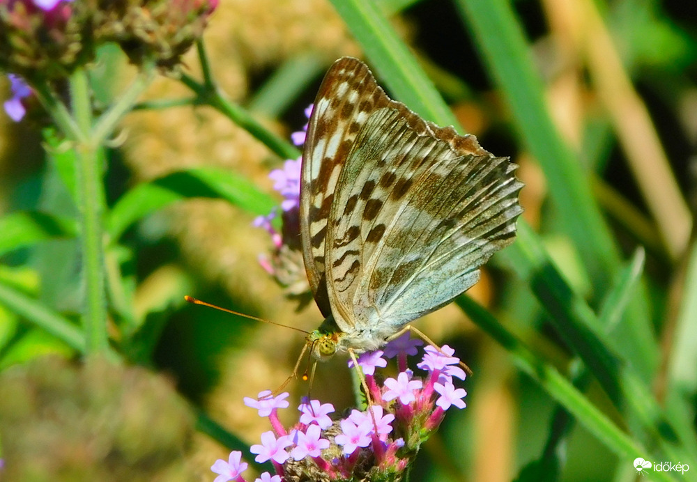 egy szép nagy zöldes