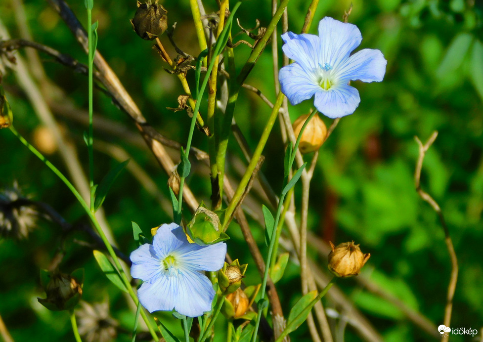 újra virágzik a kék len