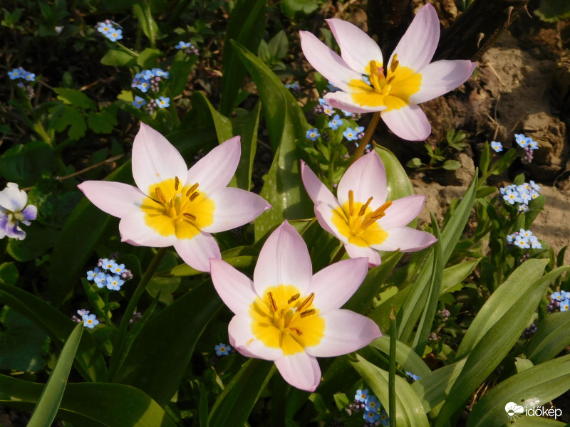 Botanikai tulipán (Lilac Wonder)