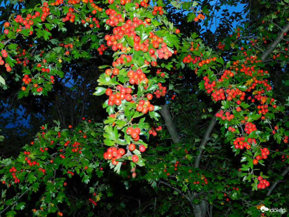 legalább van ahol  lesz galagonya