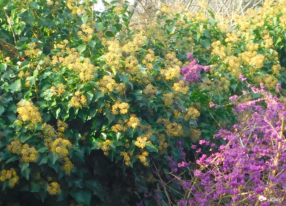 még mindig virágzik a borostyán