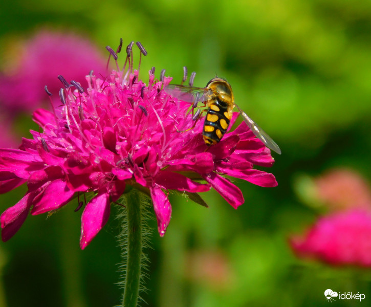 Knautia macedonica -macedón varfű