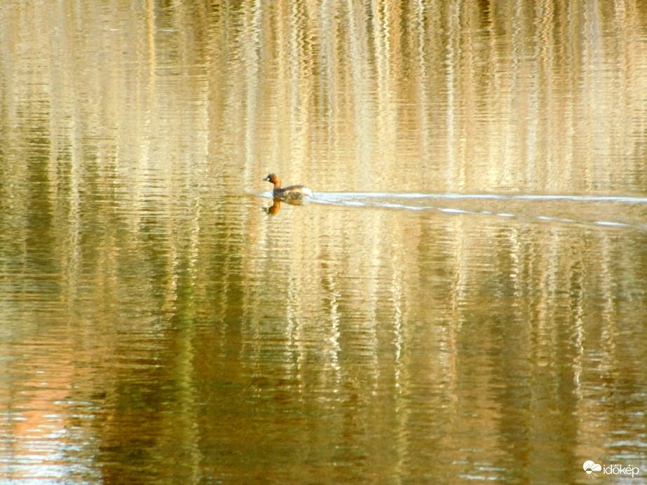 aranyban úszva :)