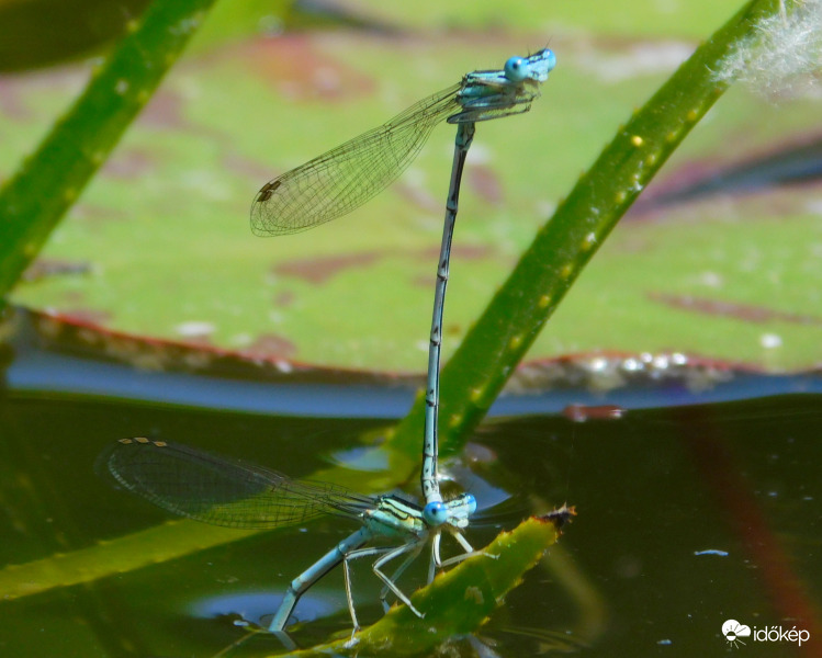 gondoskodunk az utódlásról :)