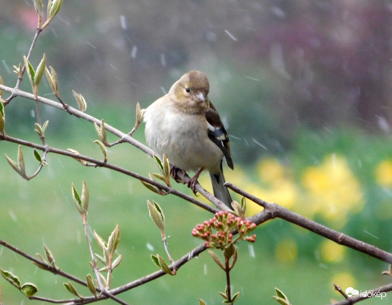 erdei pinty tojó a hóesésben