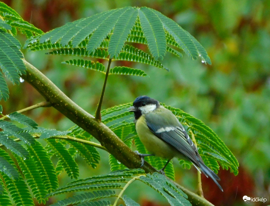 ernyő alatt nem ázom