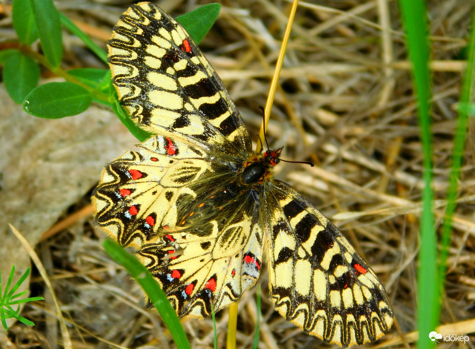 farkasalma lepke