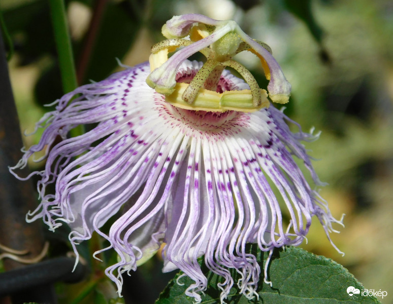 illatos golgota