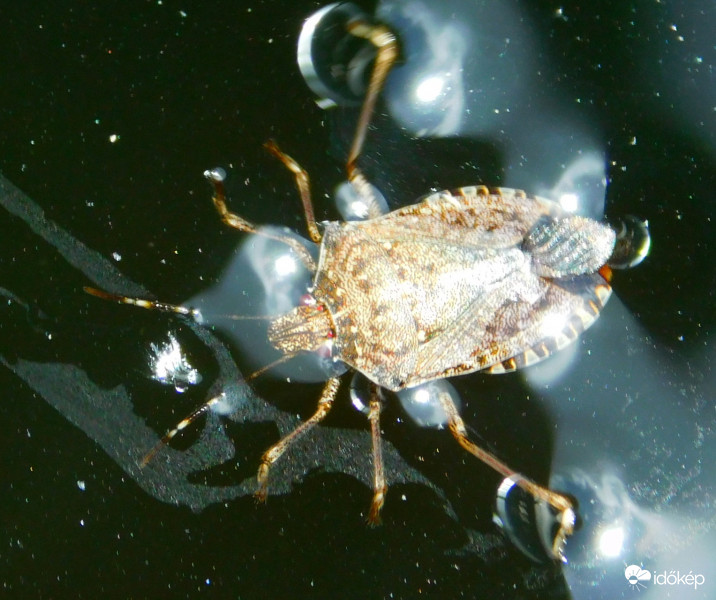 a poloska úszni tanul :)