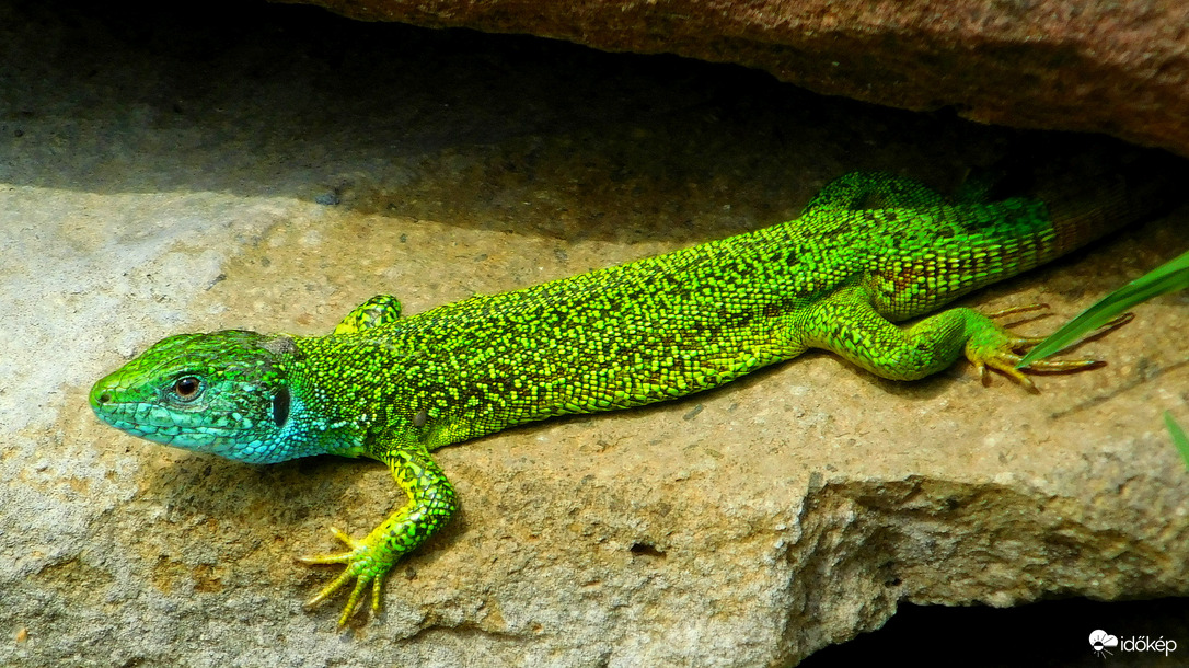 zöld gyík a nász színében