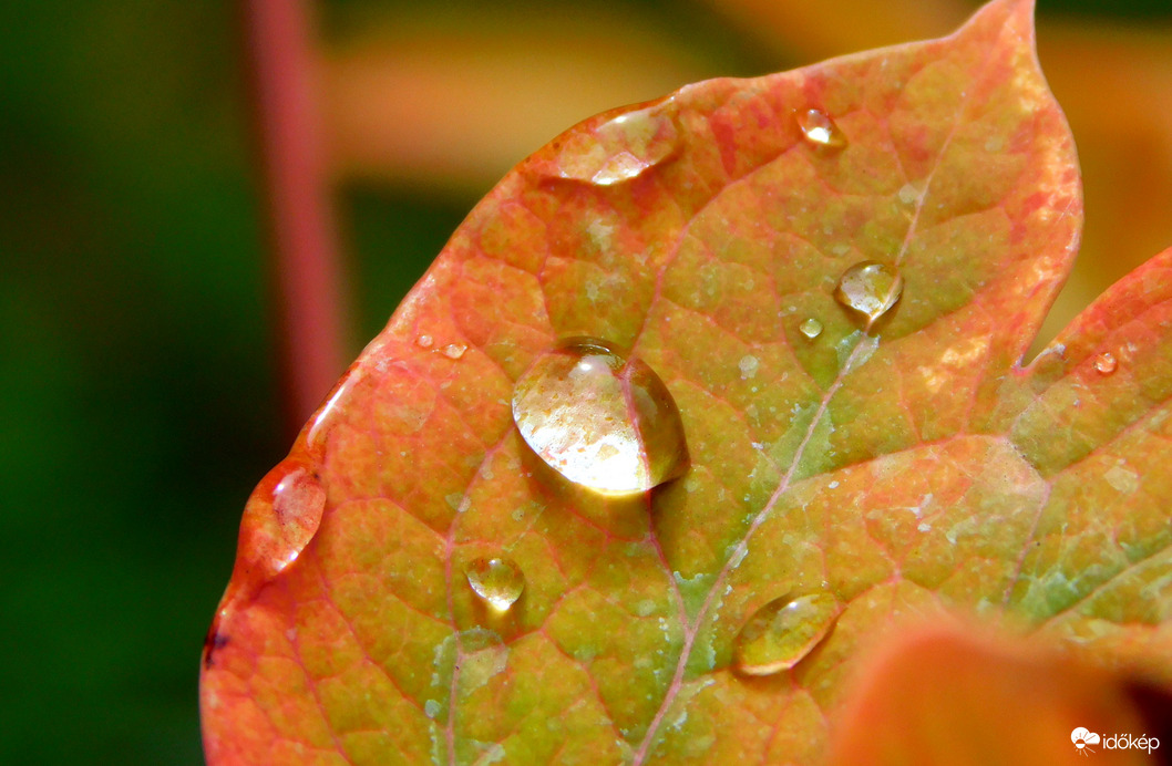 őszi cseppek