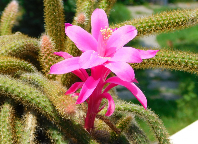 kígyó v. korbácskaktusz virága