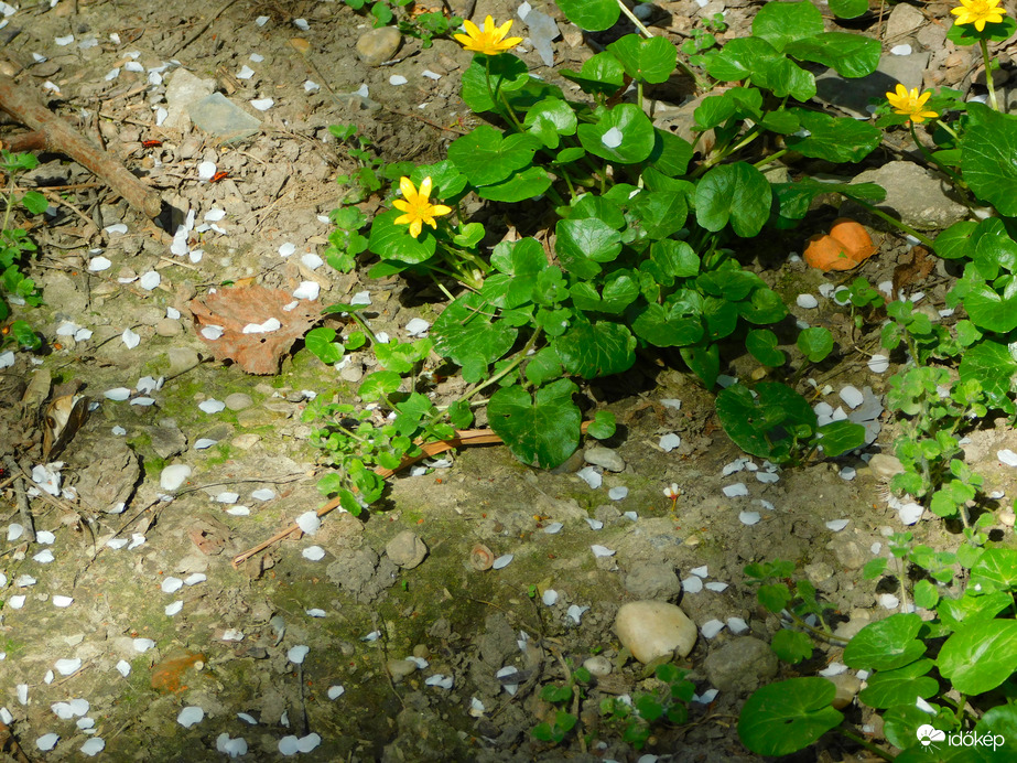 már hullanak a szirmok