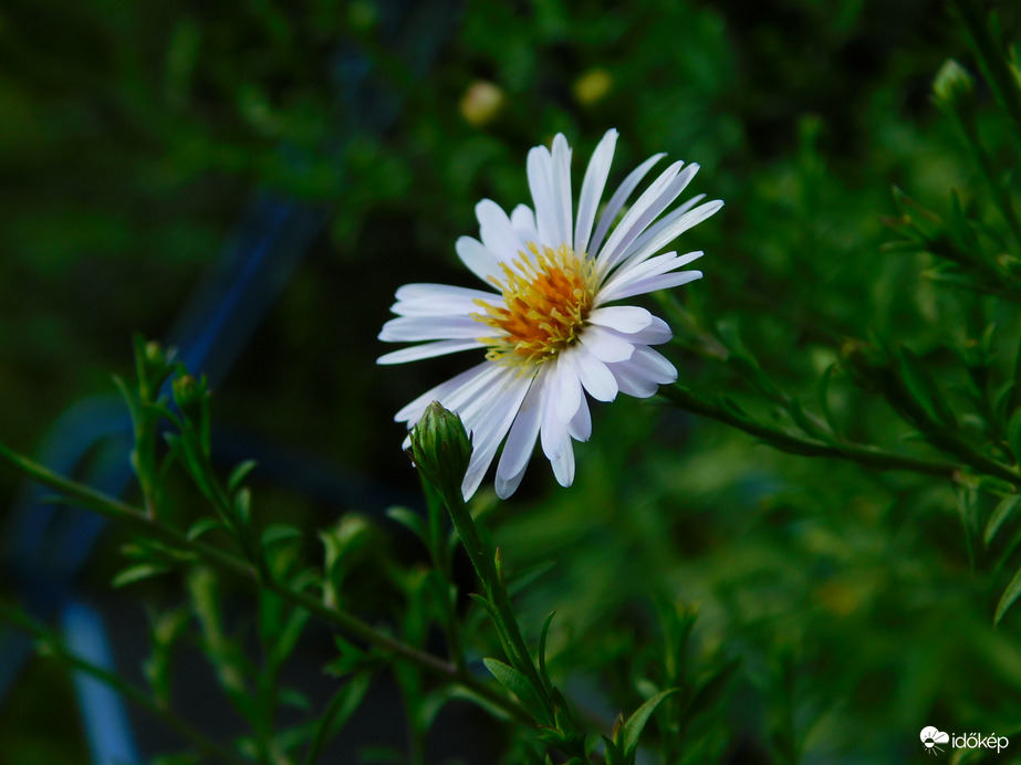 ősz, mint őszirózsa