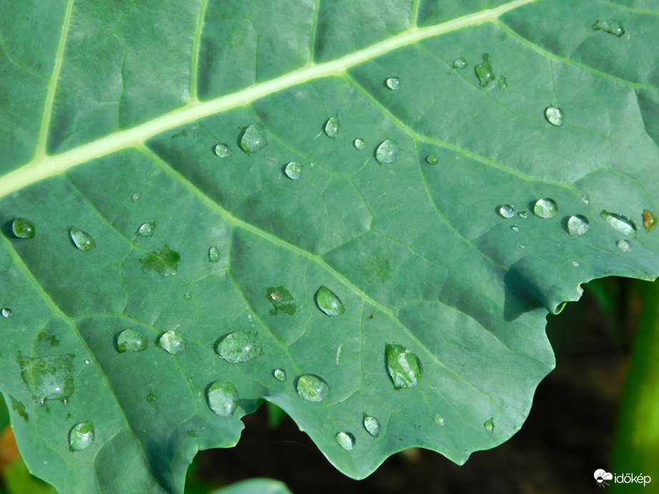 reggel kaptunk fél mm esőt...