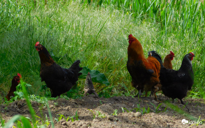 nekik is kell az árnyék