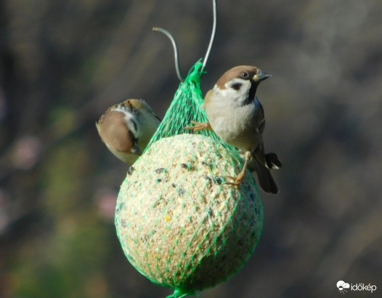 te egyél, addig én figyelek, aztán cserélünk