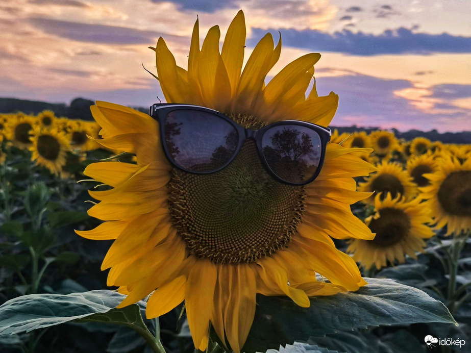 Esti fényekben bohókásan