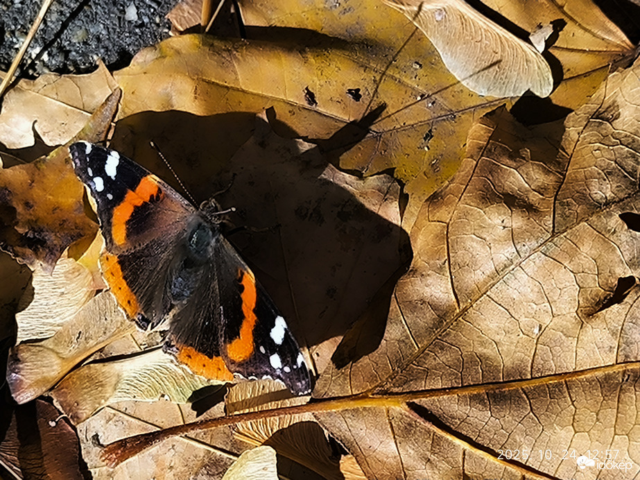 Szélviharban megpihent