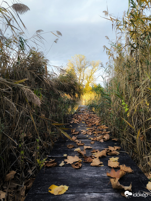 Ősz a nádasban