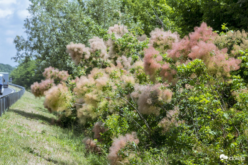 Cserszömörce (Cotinus coggygria)