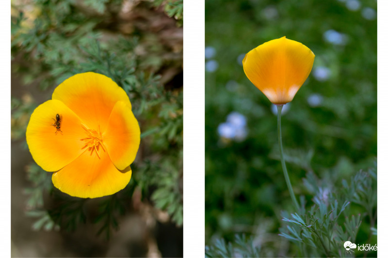 Kaliforniai Kakukkmák (Eschscholzia californica)