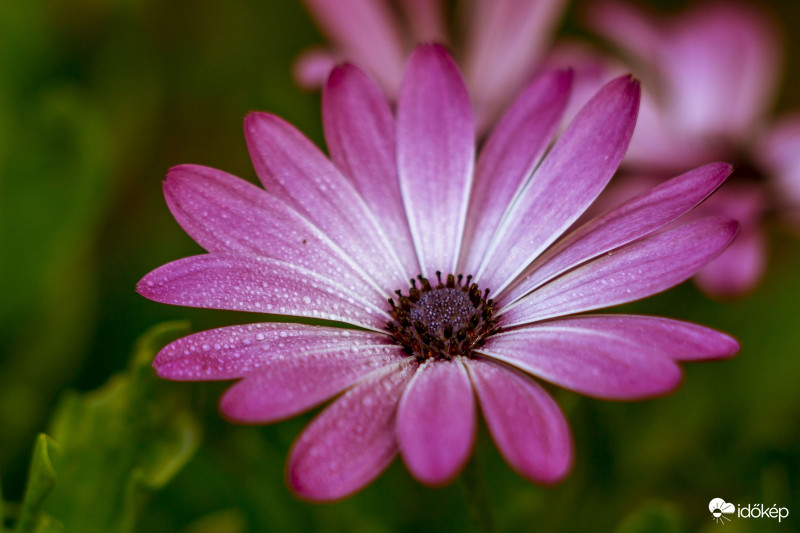 Cseppecske harmatosan... (Osteospermum ecklonis)