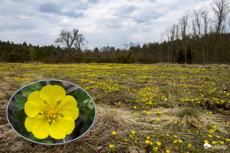Homoki pimpó (Potentilla arenaria)