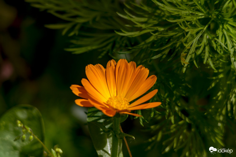 Körömvirág. (Calendula officinalis)