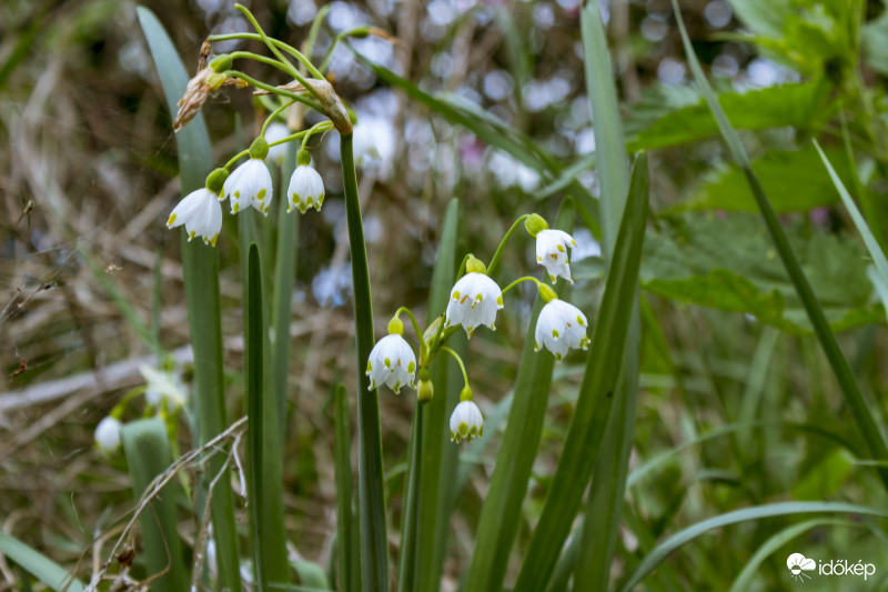 Nyári Tőzike(Leucojum aestivum)