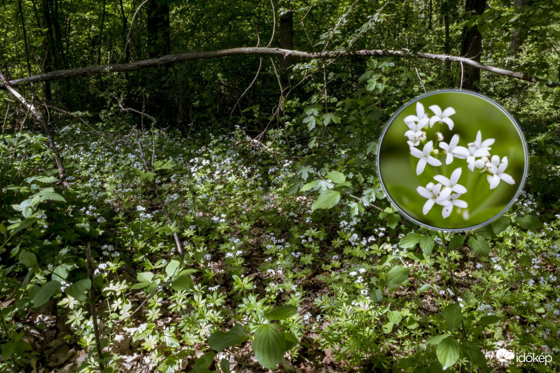 Szagos Müge  (Asperula odorata)