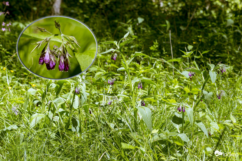 Feket Nadálytő (Symphytum officinale)
