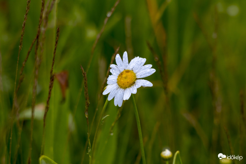 Réti margitvirág (Leucanthemum vulgare)