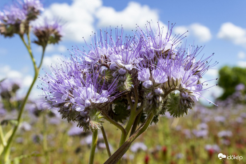 Varádicslevelű Mézontófű (Phacelia tanacetifolia)