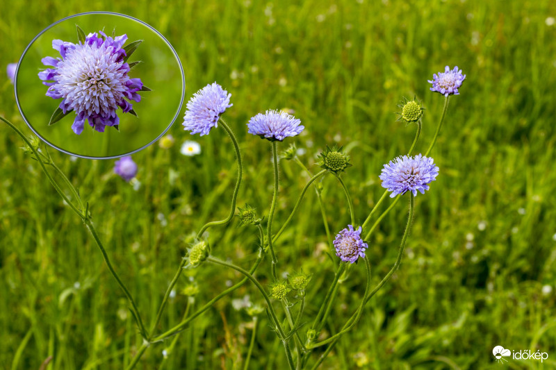 Mezei Varfű (Knautia Arvensis)