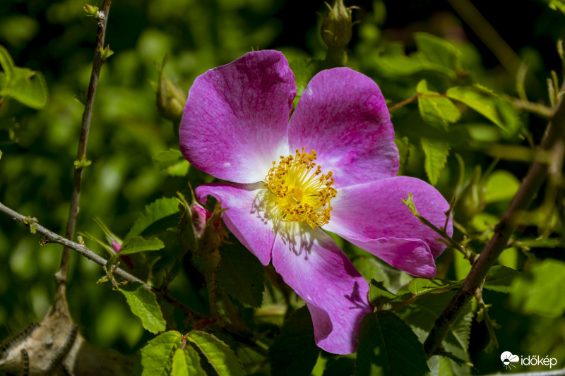 Parlagi rózsa (Rosa gallica)