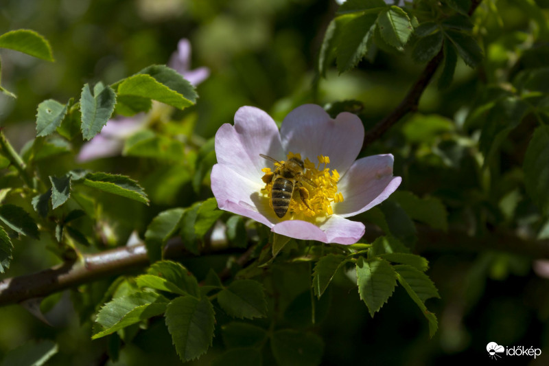 Vadrózsa (Rosa canina)