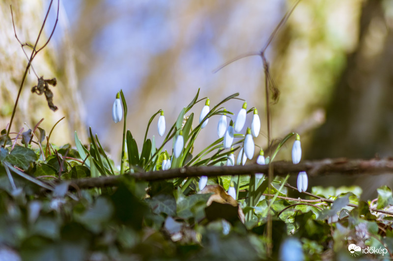 2019.02.23. du. hóvirág