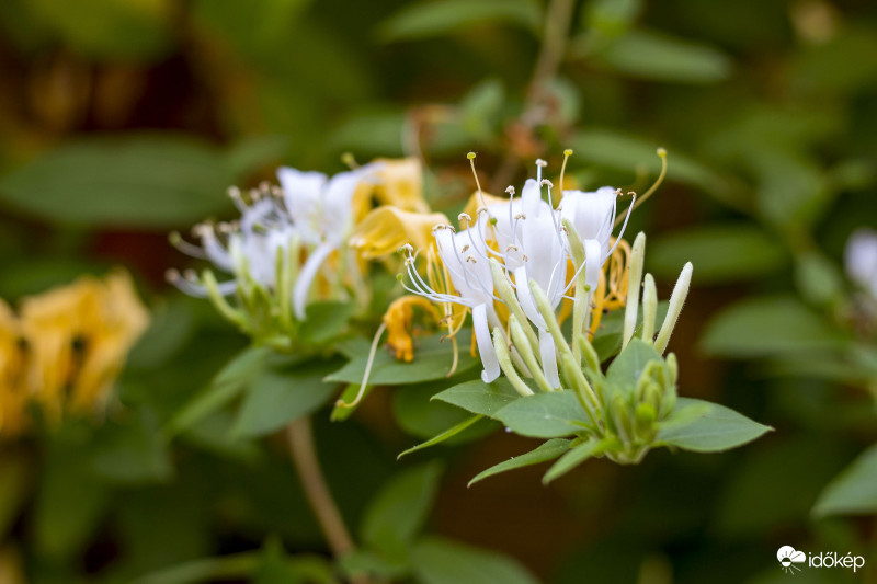 Örökzöld Japán Lonc (Lonicera japonica 'Halliana')