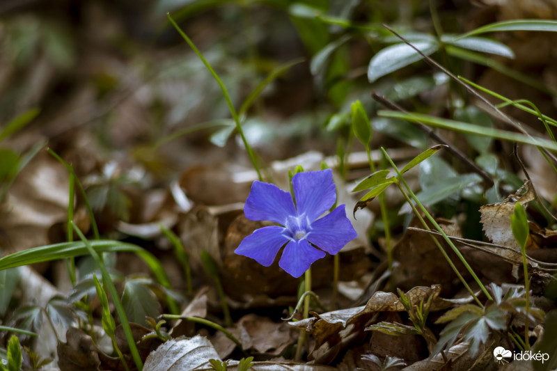  Kis Meténg (Vinca minor)