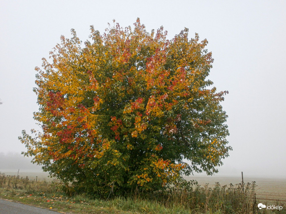 Ködös délelőtt 10/26.