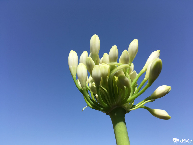 Baja