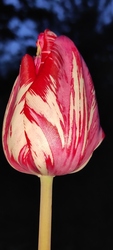 Tulip
