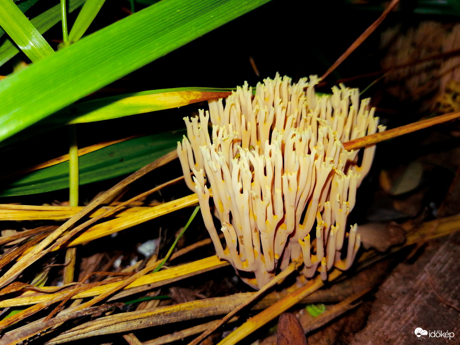 Korallgomba 