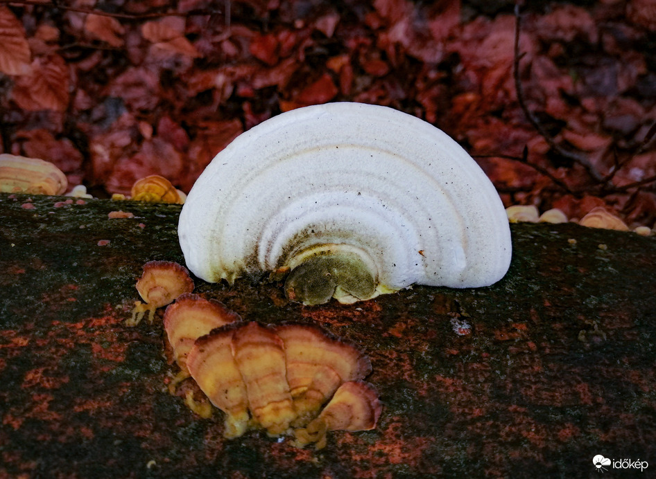 Taplógomba 