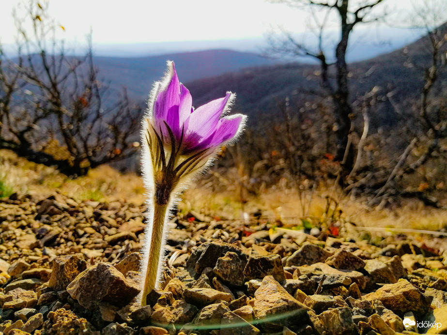 Leánykökörcsin 