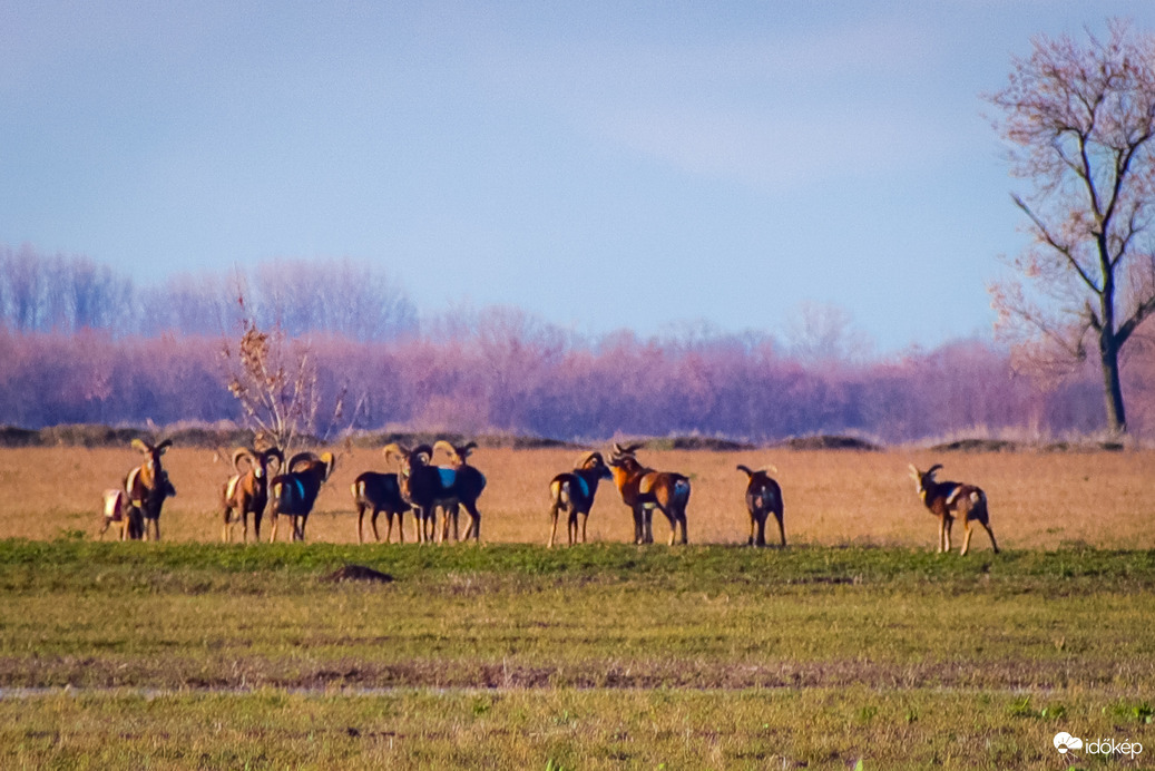 Tisza tavi muflon csapat